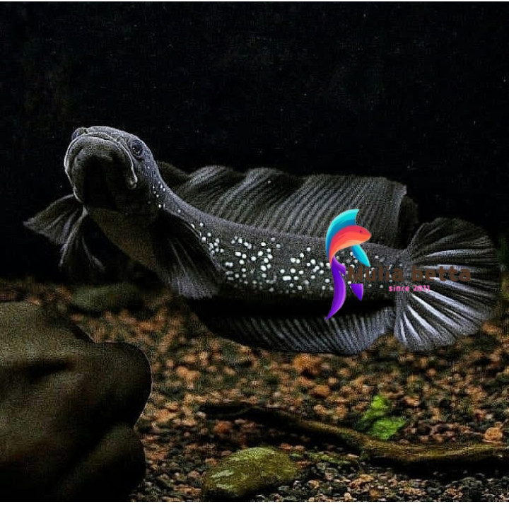 Super grade ASIATICA WS PURE JUMBO 26 CM GRADE ABAHAN KONTES COD WHITE SPOT