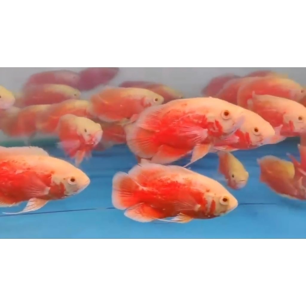 Oscar Red Chili al Size 7-9cm