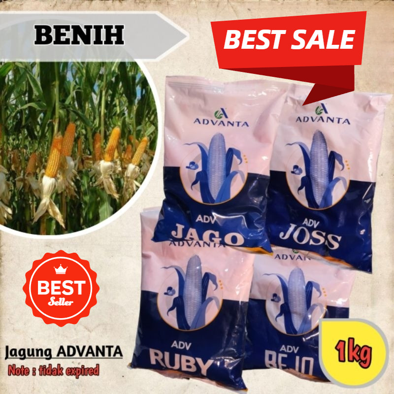Bibit Jagung Advanta Jago 1Kg DISTRIBUTOR RESMI