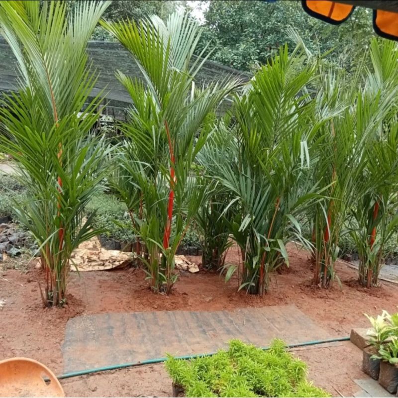 Pohon Palem Merah 2 Meter Rimun Outdoor