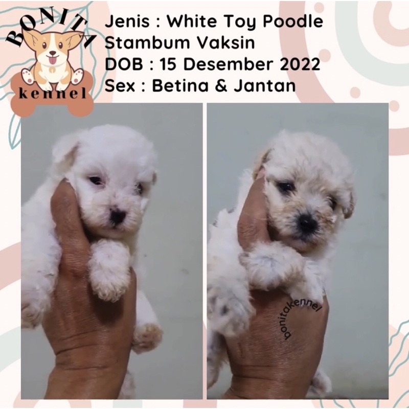 Anakan Anjing White Toy Poodle Stambum