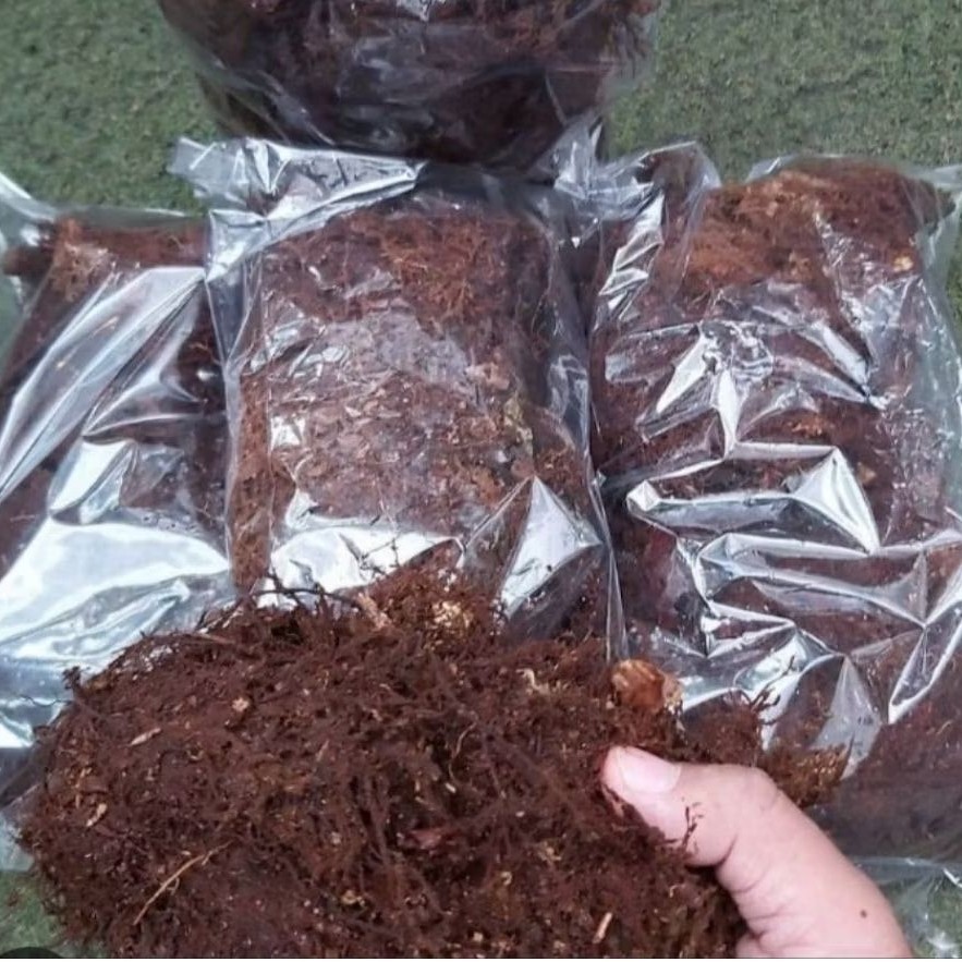 MEDIA TANAM MOSS AKAR KADAKA (kemasan plastik 1kg)