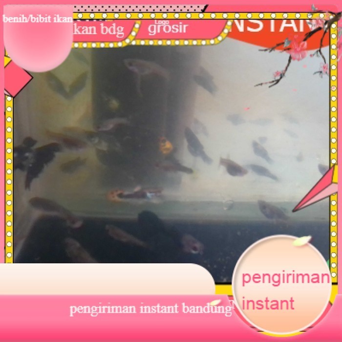 bibit / benih ikan hias guppy cendolan  per ekor GROSIR BANDUNG