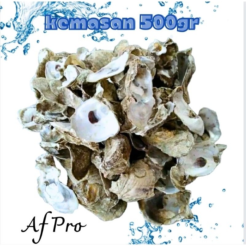 Media filter air kolam KERANG OYSTER 500GR