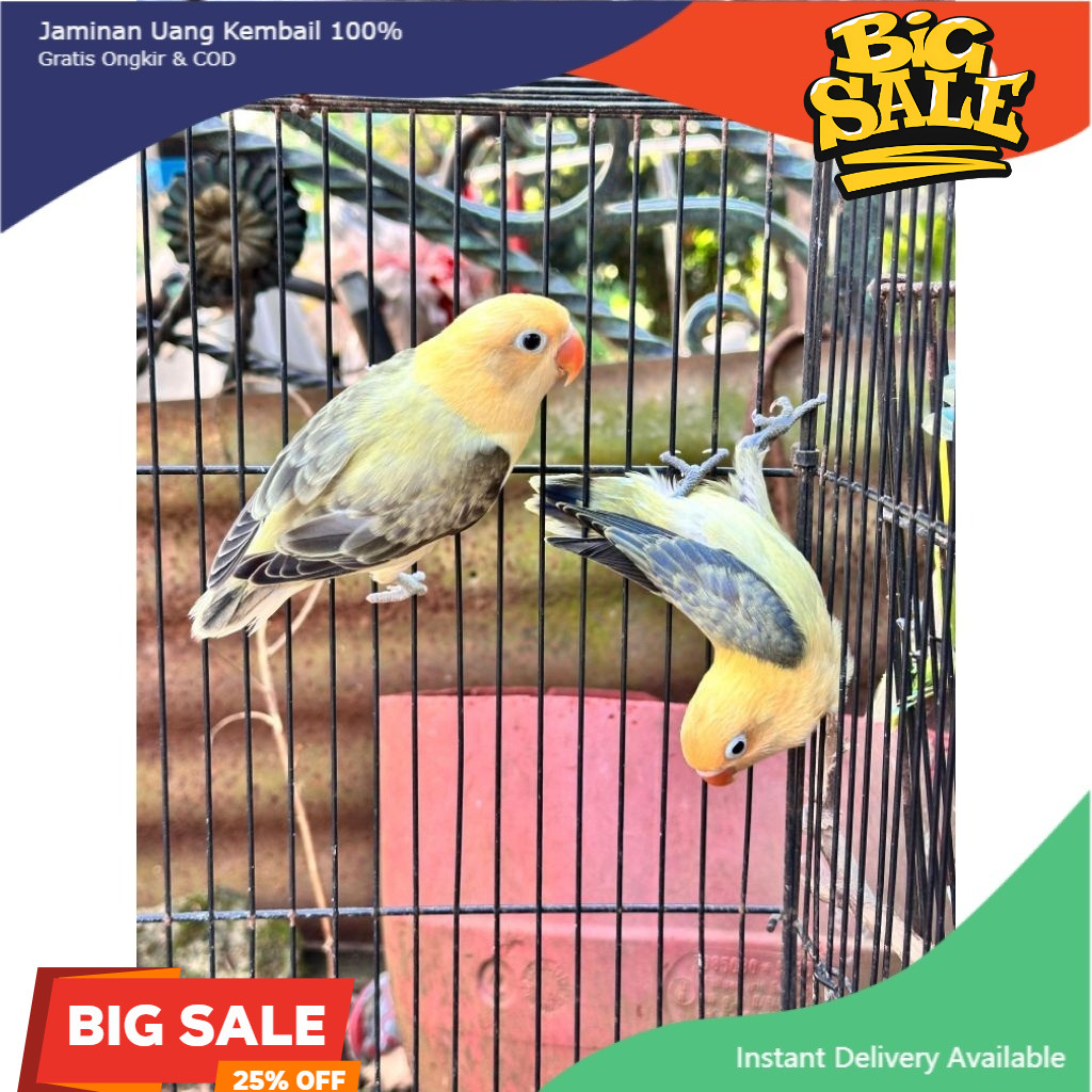 Biola Parblue Ewing  Istimewah bio pb wing