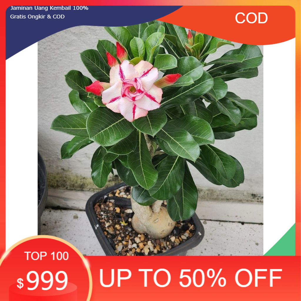 Kemboja Jepang - Adenium  Tumpuk - Kamboja Jepang/ADENIUM BUNGA TUMPUK/ADENIUM BONGGOL BESAR/ADENIUM