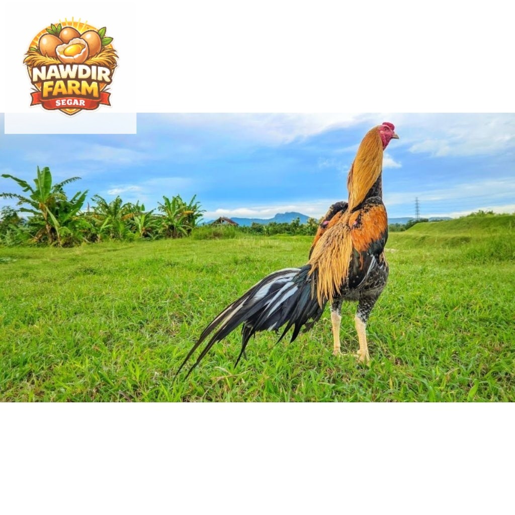 Paket hemat 3 Telur Ayam Bangkok Wiring Kuning ORI Fertil siap Buat ditetaskan