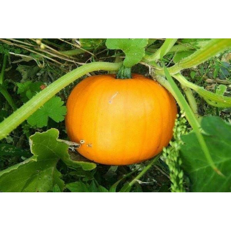 3 Benih Sayuran Labu Kuning Labu Parang Labu Waluh -MGS