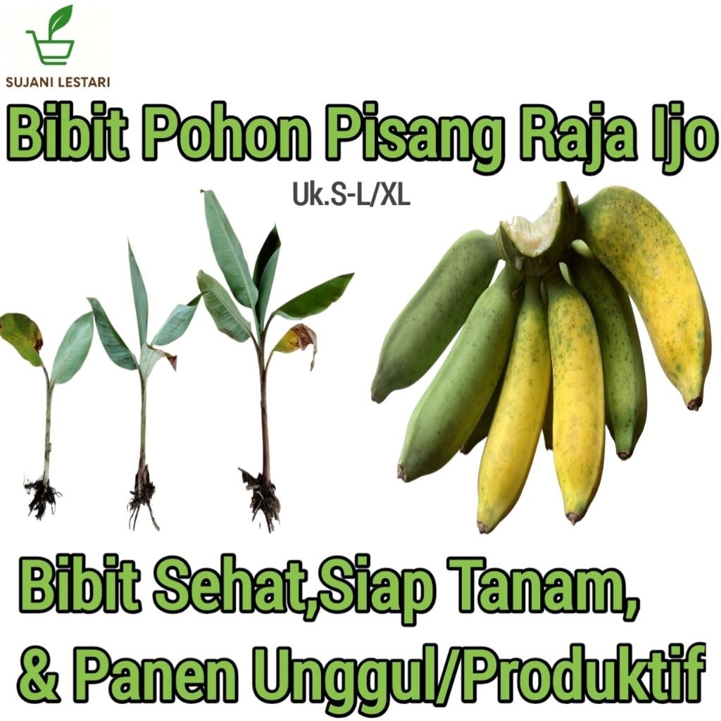 Bibit Pohon Pisang Raja Ijo Asli,Sehat & Siap Tanam -