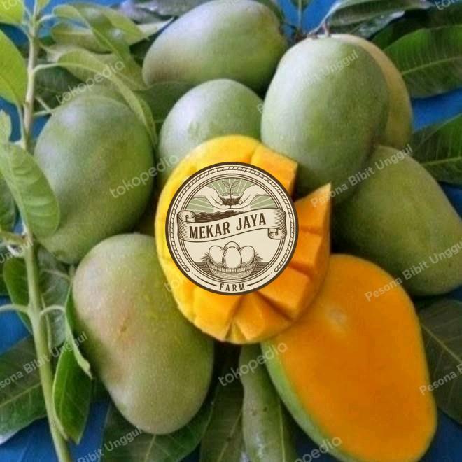 Bibit Unggul Pilihan Berkualitas Bibit Mangga Harum Manis Probolinggo Tinggi 2 Meter Batang Besar Me