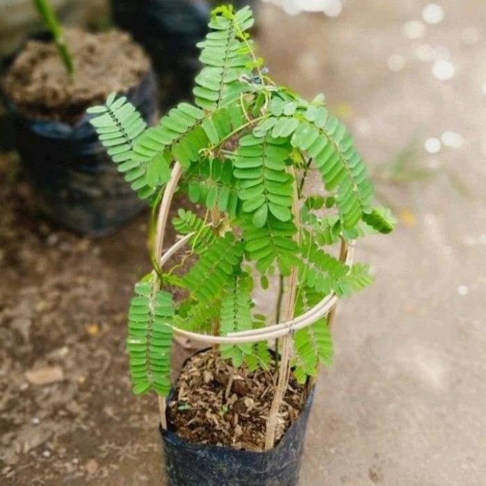 ( BISA COD ) Pohon Daun Saga Tanaman Obat Daun Saga Pohon Saga / Tanaman Herbal Daun Saga / Pohon Da