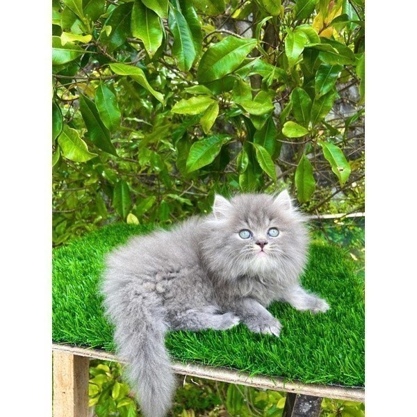 KUCING PERSIA LONGHAIR MEDIUM FLATNOSE PEAKNOSE HIMALAYA RAGDOLL KITTEN PERSIA PINOCATS