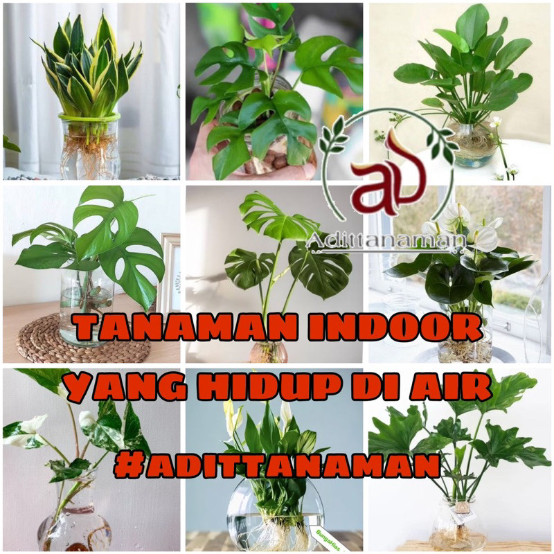 ( RIMBUN ) Tanaman Hias Indoor Yg Hidup Di Air Bunga Hias Hidup Tanaman Air Bisa Indoor Dan Outdoor 