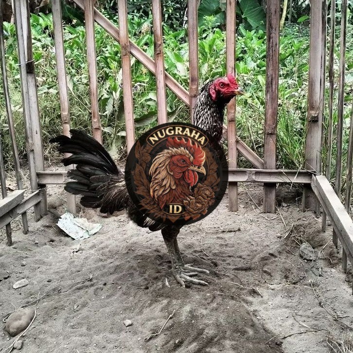 Telur Fertil Telur Tetas Ayam Aduan Pama IQ X Pama NUGRAHA ID