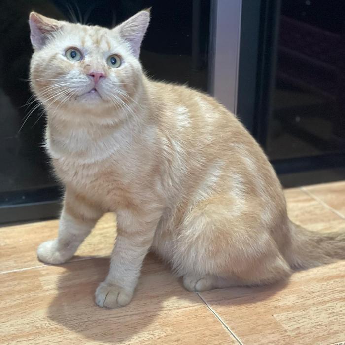 Open Adopsi Kucing Domestik FREE ( Cek BIO di deskripsi)