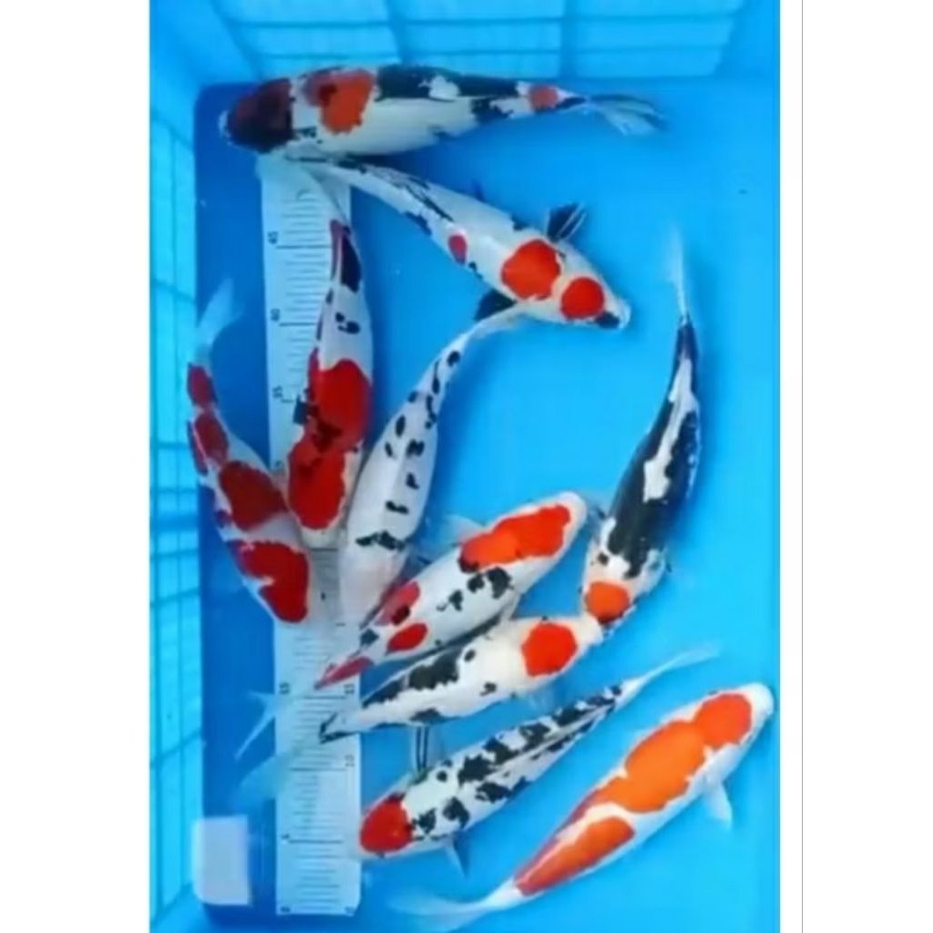 Ikan Koi Kohaku Sanke Shiro Showa Grade A Size 15-18cm / Koi Murah Berkualitas Warna Cantik