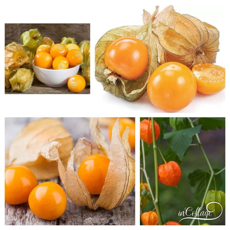 20 benih ciplukan Orange /Ciplukan Besar -MGS