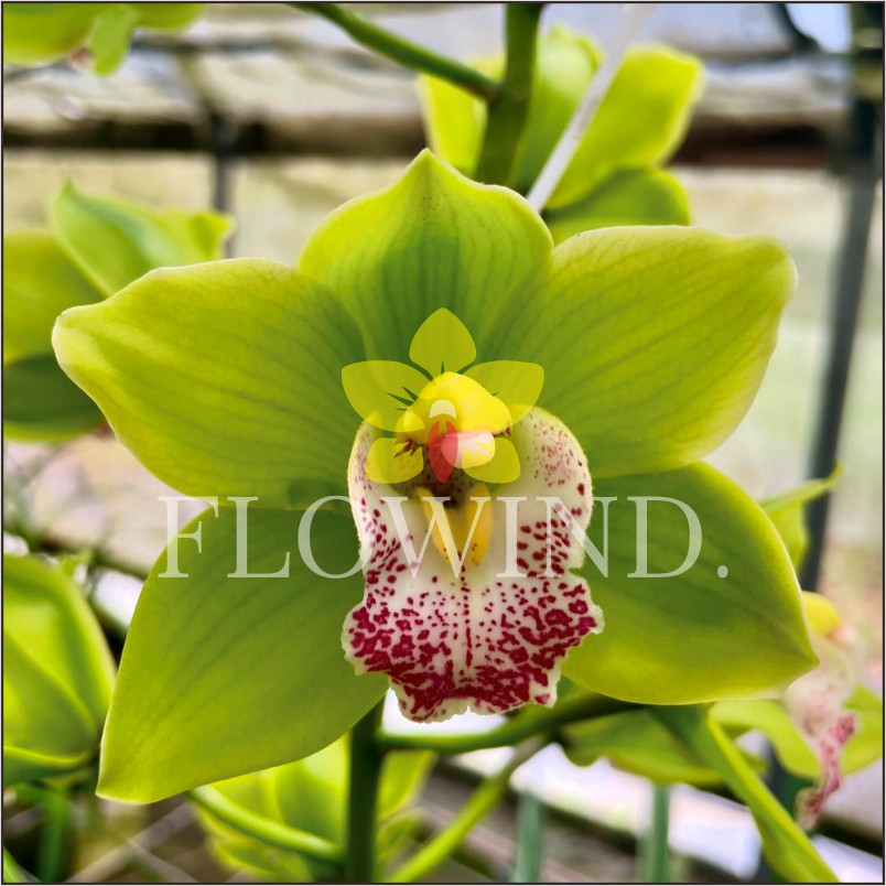 Tanaman Hias Bibit Bunga Anggrek Tanah Cymbidium Aussie Green Light  Siap Tanam