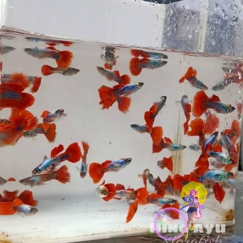 Ikan Hias Guppy Platinum Red Tail Dumbo Earjantan