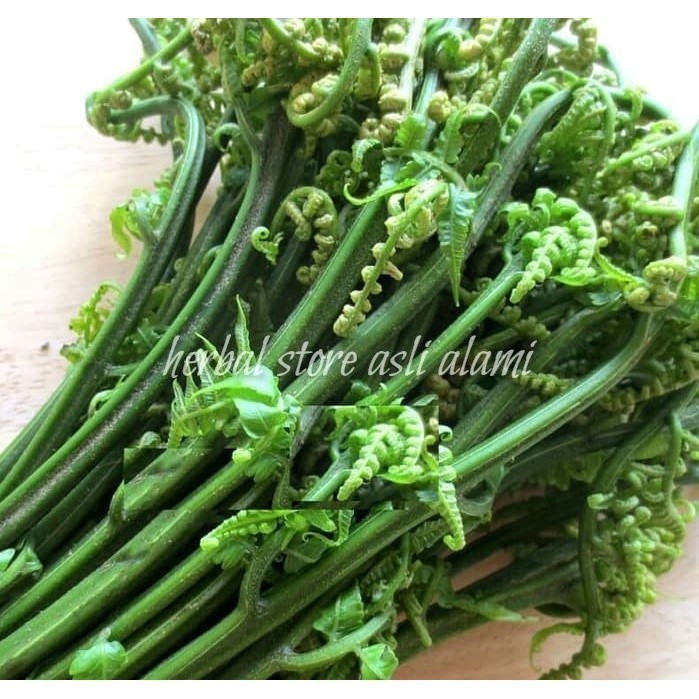 sayur pakis/pakis sayur segar/fresh vegetable