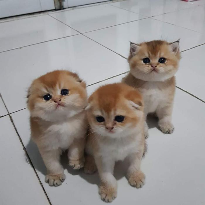 kucing scottish fold jantan/ betina ready 2,5 bulan nonped line ped