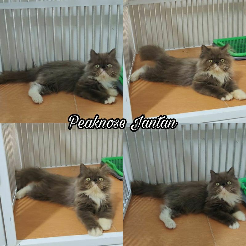 Kucing kitten Peaknose Jantan