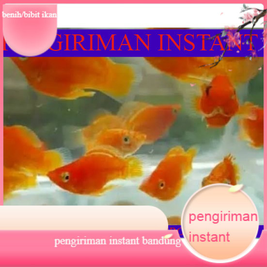 bibit ikan hias molly balon merah / orange uk 3-5cm GROSIR BANDUNG