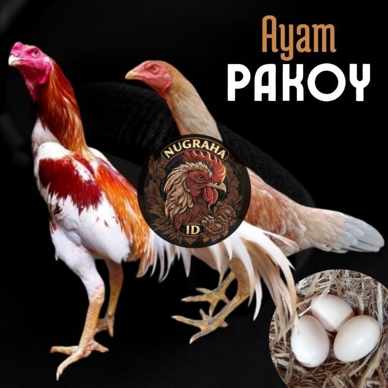 telur ayam pakhoy  ori thailand petarung untuk di tetaskan NUGRAHA ID