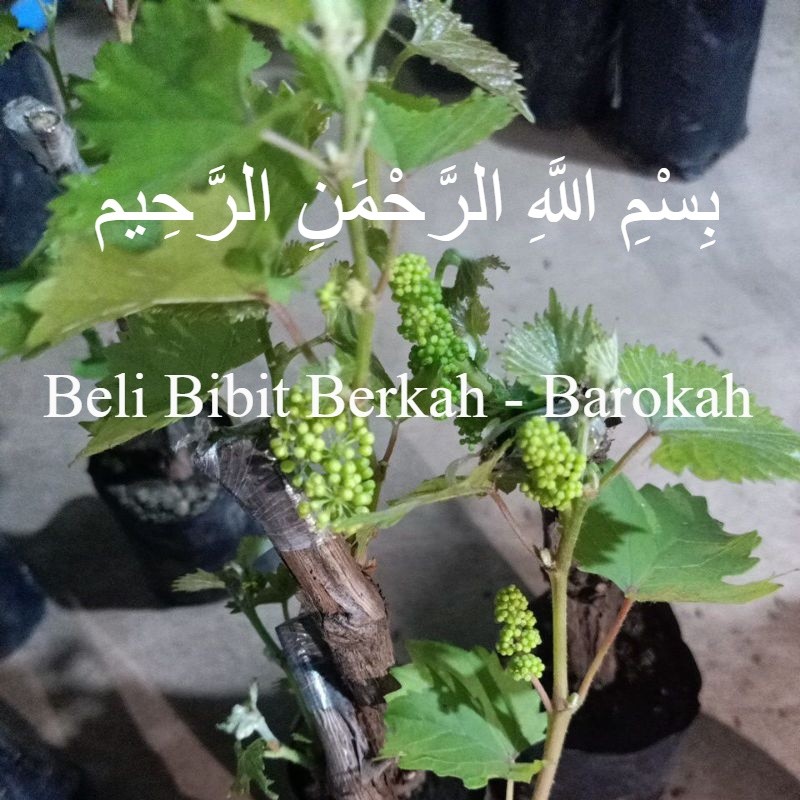 bibit anggur berbunga siap buah(Tabulampot mini hasil ownroot)