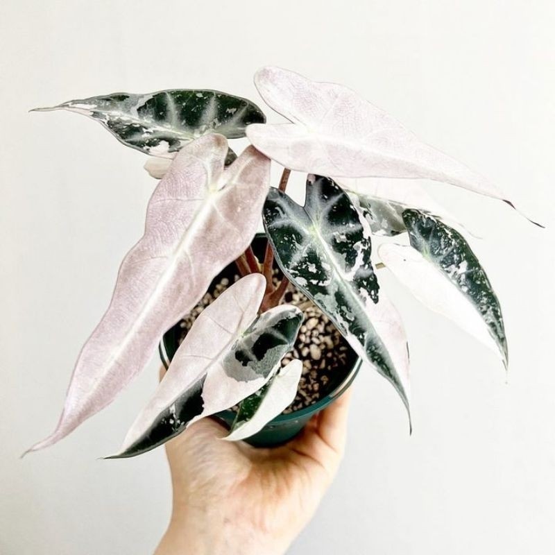 Bibit Bonggol Umbi Tanaman Alocasia Bambino Variegata