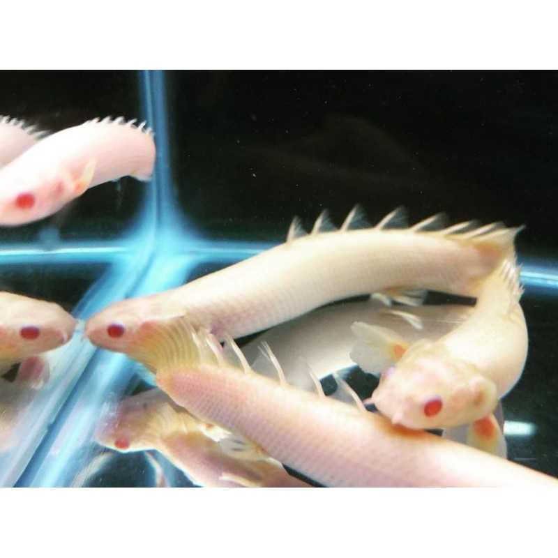 IKAN PALMAS ALBINO SENEGALUS | Ikan Naga Putih Mata Merah | Predator Eksotis & Kuat