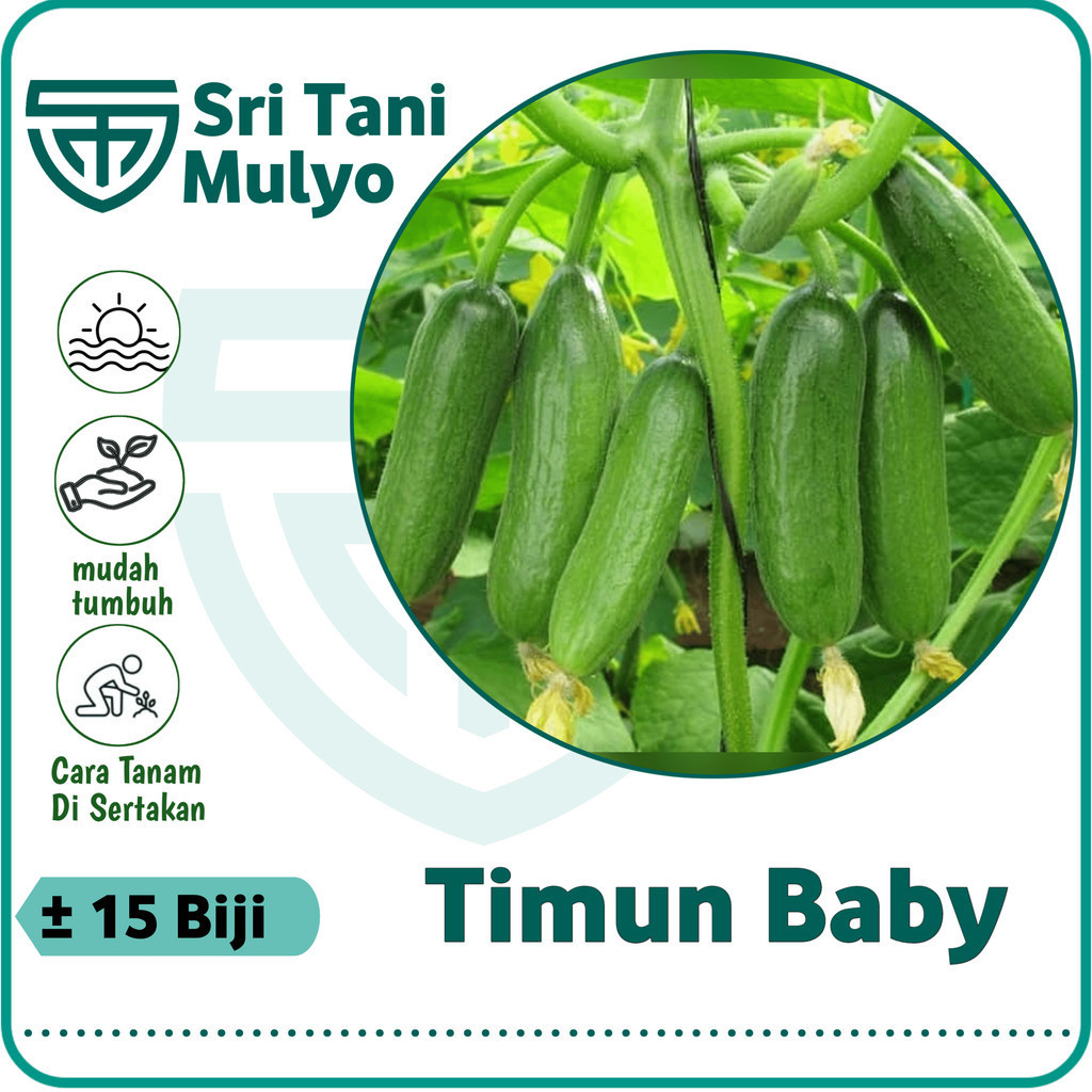 15 Biji - Benih Timun Baby Mentimun SEMI F1 - Bibit Pilihan Petani - Bibit Sayuran Benih Sayuran Tim