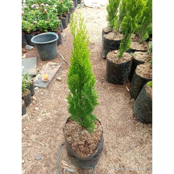 ( BISA COD ) Tanaman Cemara Kipas Pohon Cemara Kipas / Tanaman Hias Cemara Natal Tanaman Hidup Cemar