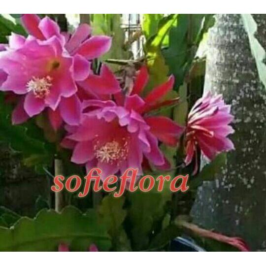TANAMAN HIAS ”WIJAYA KUSUMA” merah BUNGA Wijaya Kusuma epiphyllum | tanaman hidup pohon gantung-tana