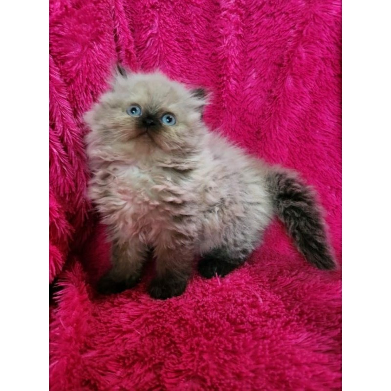 Kucing Ragdoll Betina 3 Bulan Lucu Sehat Gembul