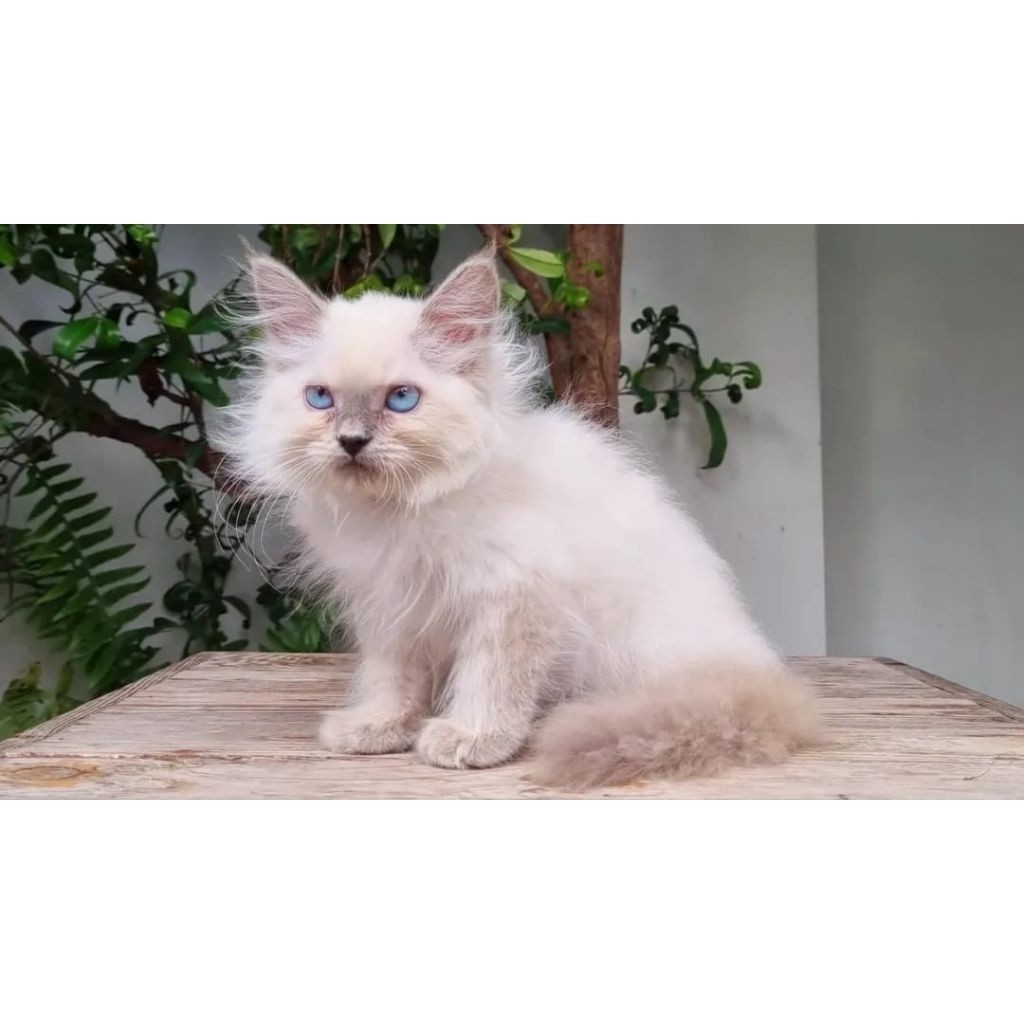 KUCING PERSIA HIMALAYA JANTAN 2 BULAN BLUE POINT LUCU