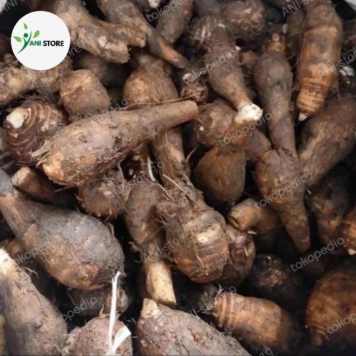 1-Kg. Talas Kimpul | Talas Kimpul Umbi | Umbi Talas | Bahan Keripik - 1-Kg