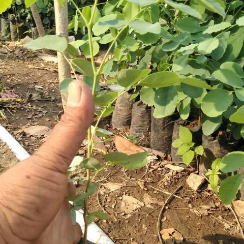 Bibit Tanaman Pohon Sonokeling, Kayu Sonokeling Bibit Tanaman Super Unggul CV GLAMOUR ID