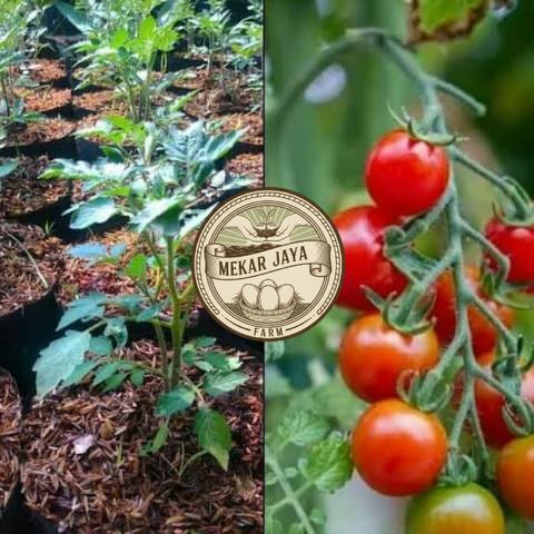 Bibit Unggul Pilihan Berkualitas Bibit Tanaman Tomat Cherry / Tomat Ceri Asli Mekarjaya Farm