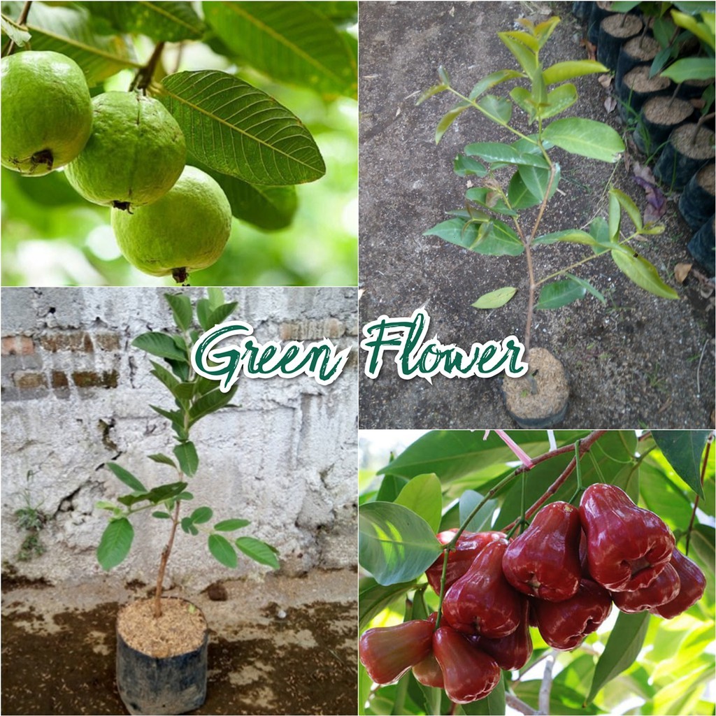 Bibit Jambu Kristal Putih + Jambu Air Citra