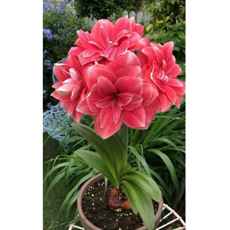 TANAMAN TERAS HIJAU - BUNGA BAKUNG AMARILIS - TANAMAN HIAS BAKUNG AMARILIS - TANAMAN HIAS HIDUP BAKU