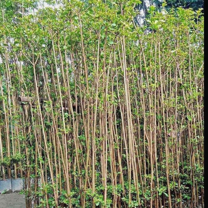 bibit pohon ketapang kencana 2 meter