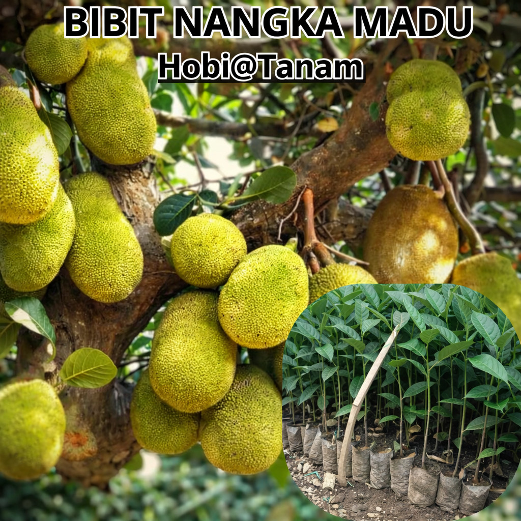 (Paket 5 Bibit ) termurah bibit nangka madu cepat berbuah