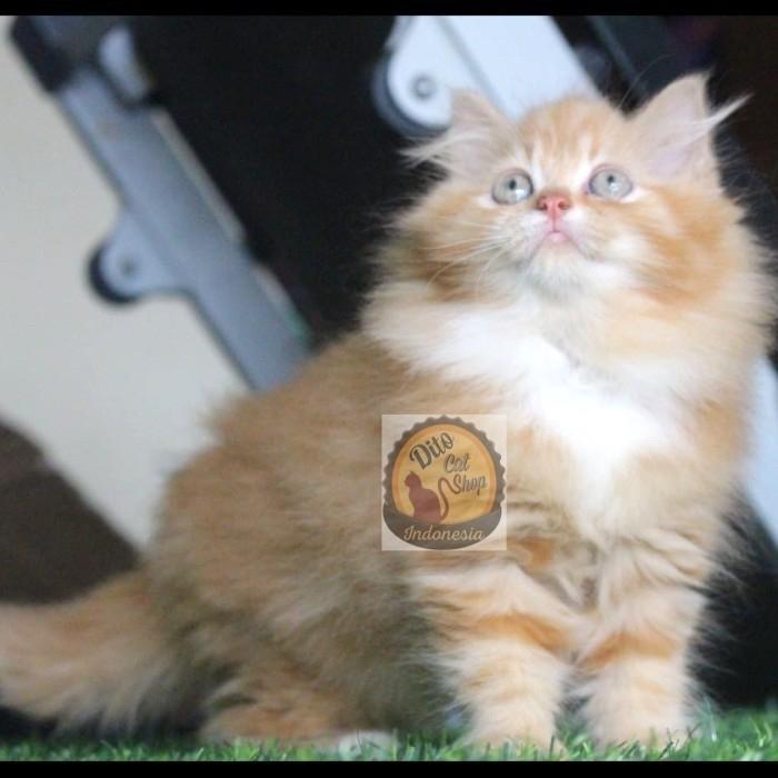 Kucing Persia Flatnose Bigbone Long Hair