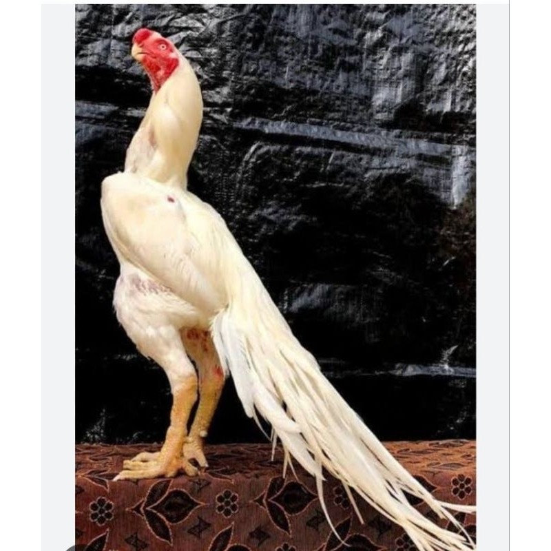 TELUR AYAM HIAS ASEEL ORI UNTUK DI TETASKAN Lya_shopp20