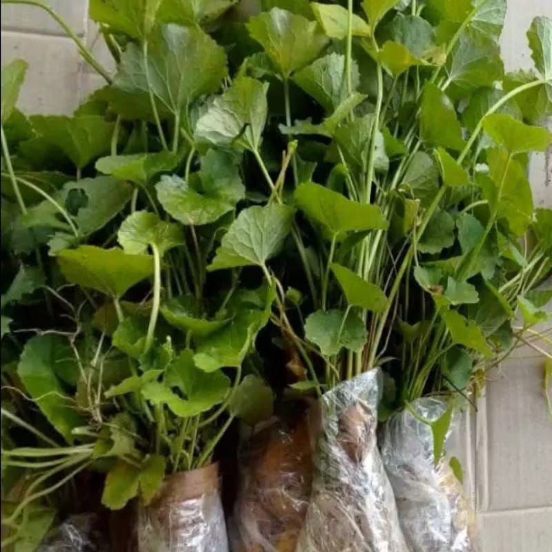farm Shop - Bibit Daun Pegagan per ikat - old