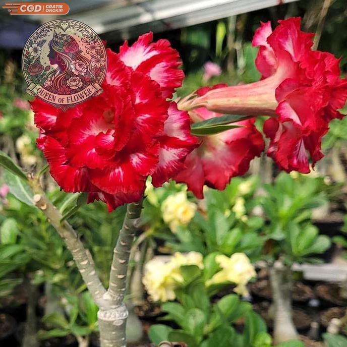 Bibit Adenium Bunga Tumpuk ID PHETMONKON PMK Grafting Kamboja Jepang