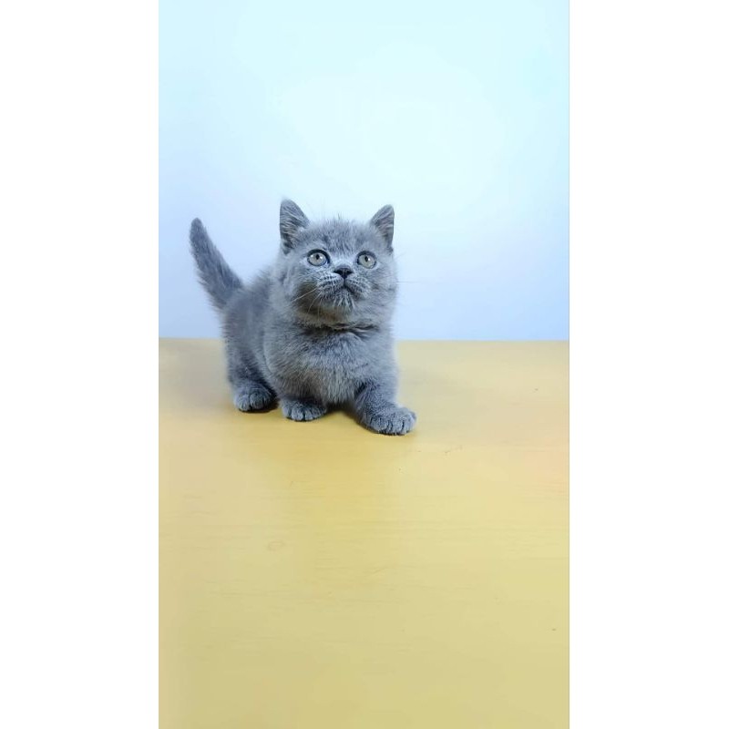 KUCING Bsh munchkin betina blue solid kitten