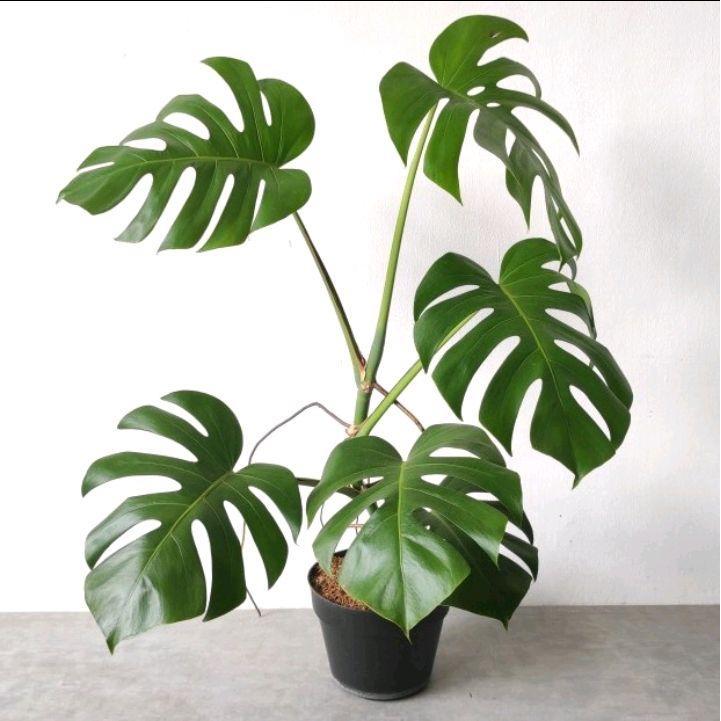 Tanaman hias Monstera Barsigiana - Tanaman hias Monstera