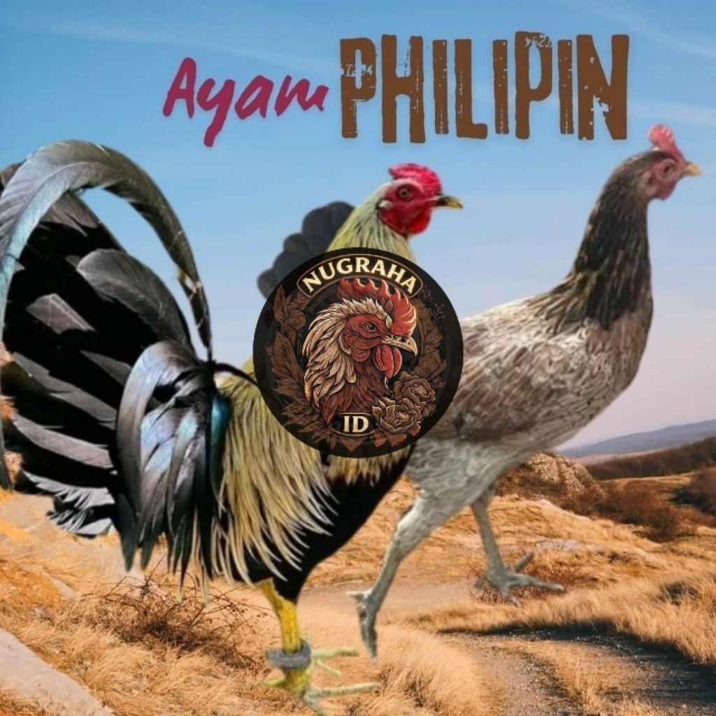 Telur Ayam Philipin AK47 Asli Siap Untuk Ditetaskan NUGRAHA ID